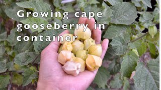 How to grow cape gooseberry in container  Physalis Peruviana [upl. by Littell924]