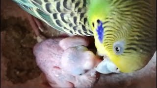 How to care for a baby budgie Tips and ideas [upl. by Franciska]