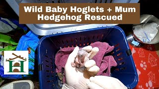 Wild Baby Hoglets  Mum Hedgehog Rescued St Albans Hertfordshire  Hornbeam Wood Hedgehog Sanctuary [upl. by Cadman]