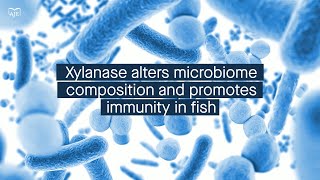 Xylanase increases butyrate levels in the fish gut leading to enhanced immune protection [upl. by Wakerly]