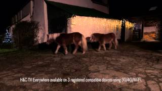 The best horsey Christmas advert ever [upl. by Devlen]