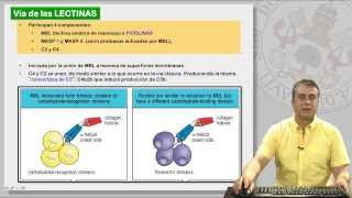 112 EL SISTEMA DE COMPLEMENTO Y SUS RECEPTORES [upl. by Irahc]