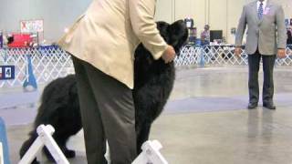 CH Magnolias Bleau Bayou of Wilbon Newfoundlands [upl. by Greyson556]