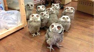 Owl  A Funny Owls And Cute Owls Compilation  NEW [upl. by Eruza]