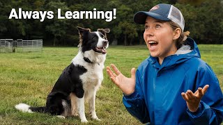 Why Border Collies Are the Smartest Dogs [upl. by Notniv]