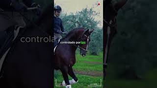 🔴Caballos PRE o Pura Raza Española 🔴 caballos DeCaballos [upl. by Jacqui]