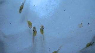 Black Ghost Knife Fish  breeding 5 days old [upl. by Branham]