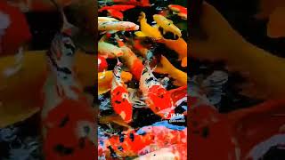 Beautiful 😍 koi fish [upl. by Yrogerg]