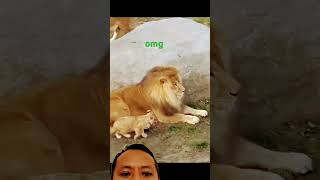 lion lioncubs animals safari wildlife zoo music calmdown musica amor MrBeast mr [upl. by Auhsej722]