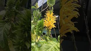 FlowersJusticia carneayellow colourgardeningshort trending viral videohighlightsubscribers [upl. by Eelyk954]