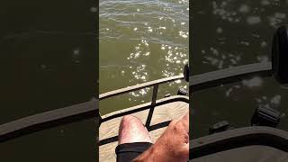 Livescope n Spoonbill fishing spoonbill paddlefish oklahoma [upl. by Nadeen]