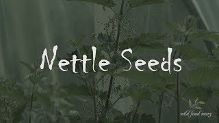 Nettle Seed Harvest And Preserve [upl. by Bronnie28]