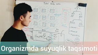 Fiziologiya Organizmda suyuqlik taqsimoti Total body water [upl. by Glenna]