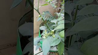 Ulcer plant u know🤔 viral shorts [upl. by Leirad]