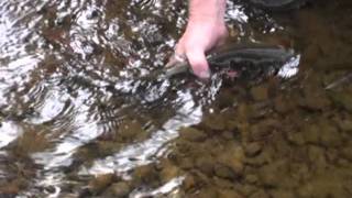 Fly Fishing Montanas Monture Creek [upl. by Jain]