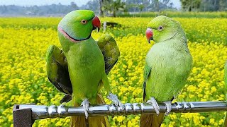 Parrot Talking Mithu [upl. by Kisung41]