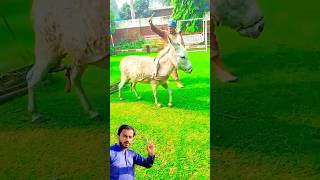 Donkey was turned into a hay machine  short ytshort shortvideo donkey [upl. by Cletus]