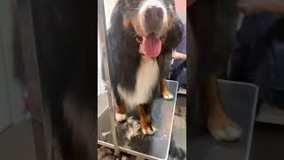 HERACLES 💙 Bovaro del Bernese Restyling 😍 lovelypetboutique🐾 groomersoftiktok groomer [upl. by Aromas]