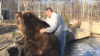 Séance de câlins entre un ours de 680 kg et son sauveur [upl. by Esbenshade981]