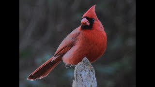 Northern Cardinal Cardinalis cardinalis Theodore Roosevelt Area at Timucuan Preserve [upl. by Nerual]