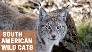 11 Stunning South American Wild Cats [upl. by Adnuahsal]