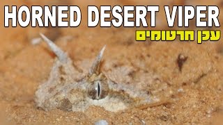 עכן חרטומים Horned Desert Viper Cerastes cerastes [upl. by Buttaro]