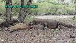 komodo Dragon eat deer part 2 [upl. by Morrie75]