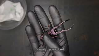 Purple Stag Beetle Cyclommatus Metallifer FinaeBeetle ASMR [upl. by Merideth]