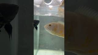 Oscar fish attacking on food viralvideo shorts [upl. by Russell343]