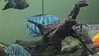 carpintis cichlids update and red texas cichlid fry [upl. by Judah]