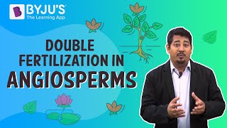 Double Fertilization In Angiosperms [upl. by Sunday423]