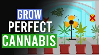 Grow the Perfect Cannabis 10 Top Tips [upl. by Ahsercul]