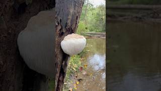 Lions Mane n’ keeping it real 🦁mushroom wildfood mushrooms mushroomhunting outdoors [upl. by Kolivas]