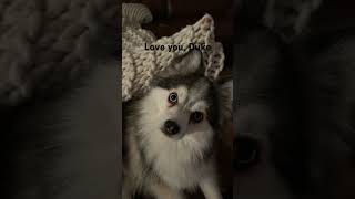 Cute Annaliese flipaclip cutedogs doglover ￼dog￼￼￼￼ [upl. by Melar]