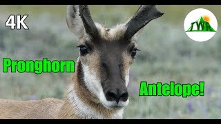 The Pronghorn Antelope Fastest Land Animal in the World 4K [upl. by Nigem890]