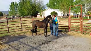 Our new baby A 2 year old mustang filly adopted from a Feedlot PART 1 horse horserescue [upl. by Sarkaria93]