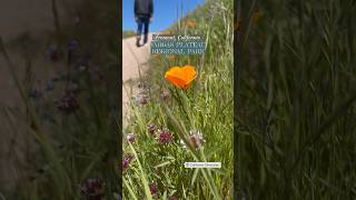 Vargas Plateau Regional Park Part2 I California I United States I youtubeshorts shorts [upl. by Annav]