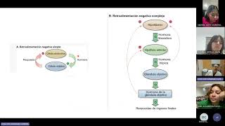 Endocrinología generalidades hipotálamohipófisis [upl. by Julis]