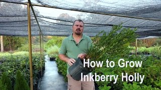 How to grow Inkberry Hollies Ilex glabra with detailed description [upl. by Zilef324]