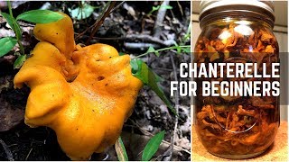 Chanterelles for Beginners amp Mushroom Confit 美味鸡油菌四种 [upl. by Nava]