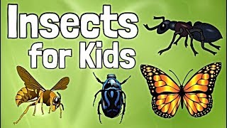 Insects for Kids [upl. by Nivonod6]