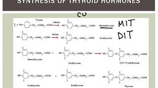 Thyroid Gland amp Thyroid Hormone Synthesis [upl. by Christy]