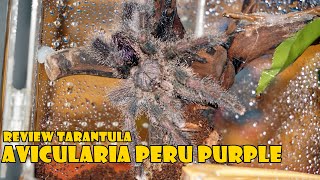 Review Tarantula Avicularia Juruensis Alias Avicularia Peru Purple [upl. by Lon738]