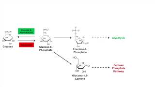 Glycogen Synthesis Glycogenesis Pathway [upl. by Leuams375]