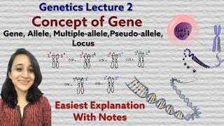 Gene  Allele  Multiple allele  Pseudoallele  Locus  Concept of gene [upl. by Trent]