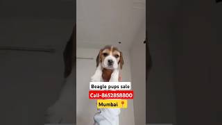 Beagle puppy for sale in mumbai call8652858800 beagle dogbreed [upl. by Niwdla755]