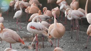 GaiaZOO de flamingos zijn weer buiten te zien [upl. by Rosenberg889]