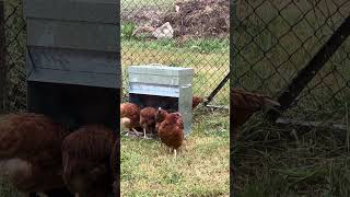 FeedBoss Chicken Feeder Part 2  About 3 hours after they first see one [upl. by Terle101]