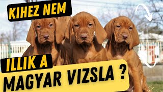 Kinek nem való a MAGYAR VIZSLA [upl. by Sema]