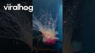 A Mesmerizing Lions Mane Jellyfish  ViralHog [upl. by Natal590]